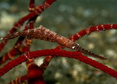 44_Tozeuma shrimp_(Ocellated sawblade_Shrimp)